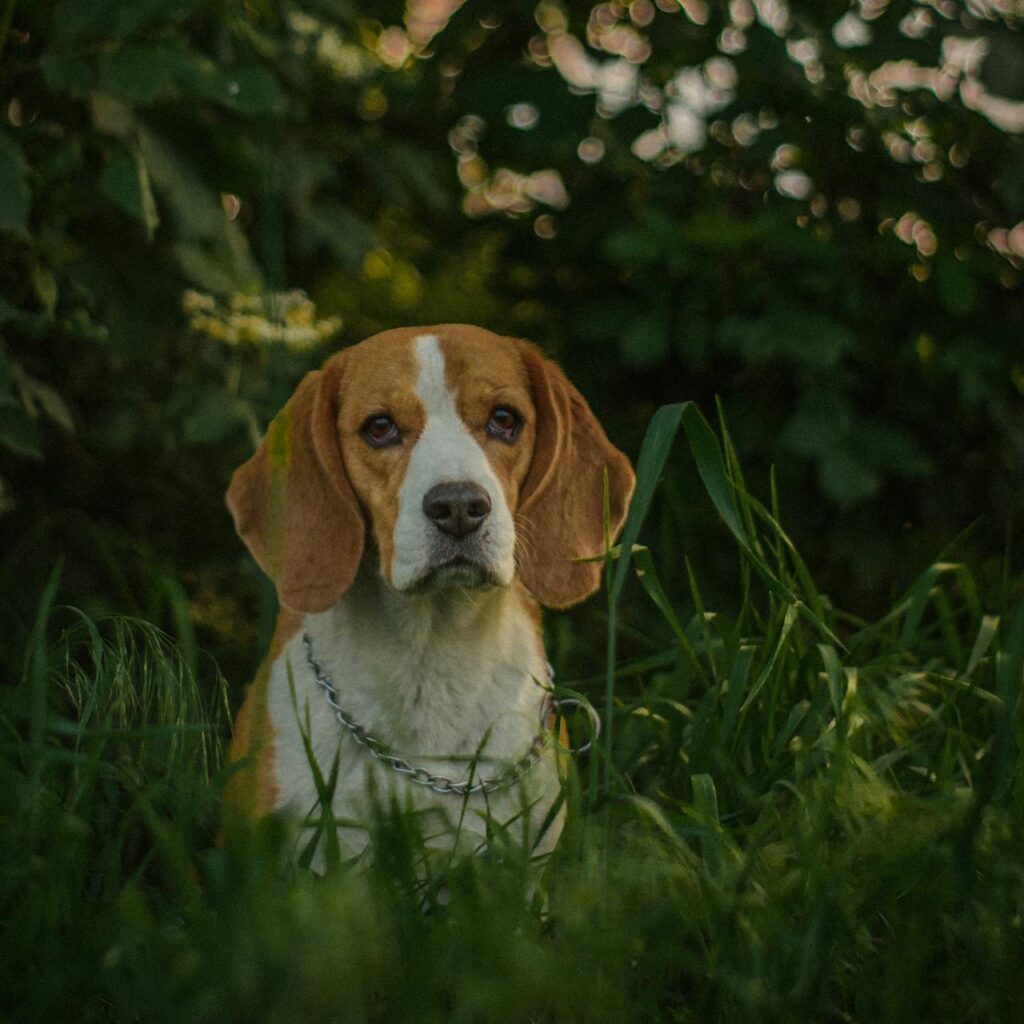 Adoção de Animais: Por Que Isso é Tão Importante?